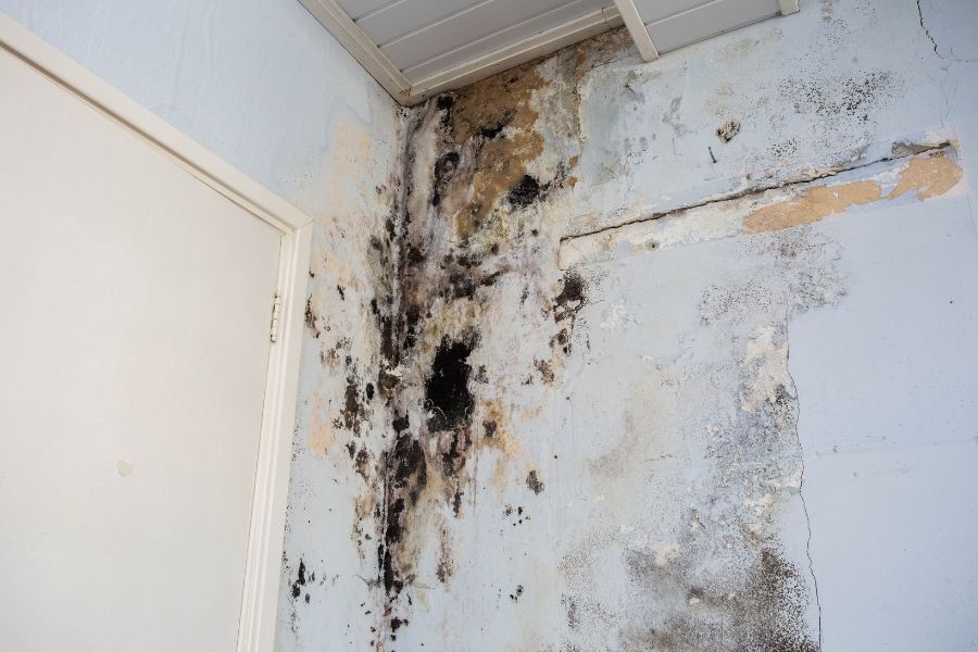 Hidden mold growth inside walls and ceiling cavities